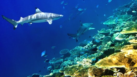 Journey to Shark Eden