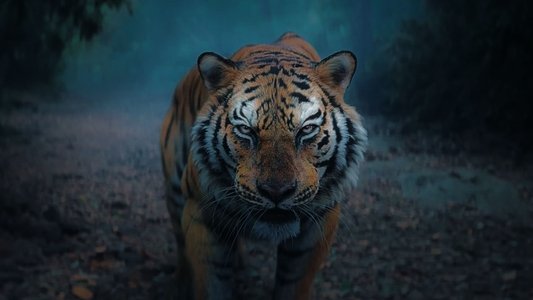 ಕಾಂತಾರ: ಅಧ್ಯಾಯ - ೧
