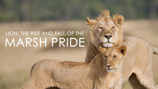 Lion: The Rise and Fall of the Marsh Pride