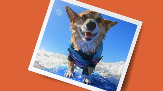 It's a Dog's Life with Bill Farmer