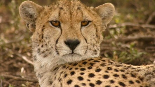 Serengeti Speed Queen