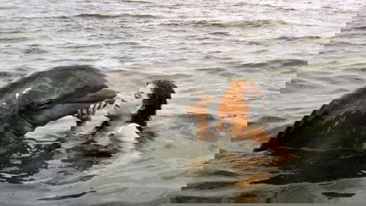 La Grenouille et la Baleine
