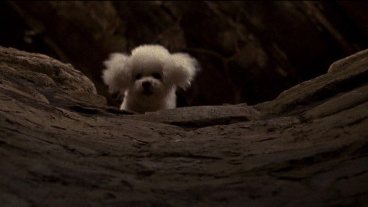 The Silence of the Lambs