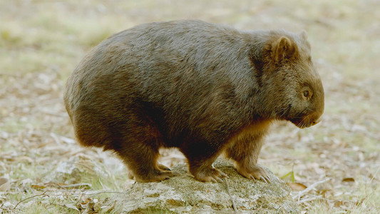 Secret Life of the Wombat
