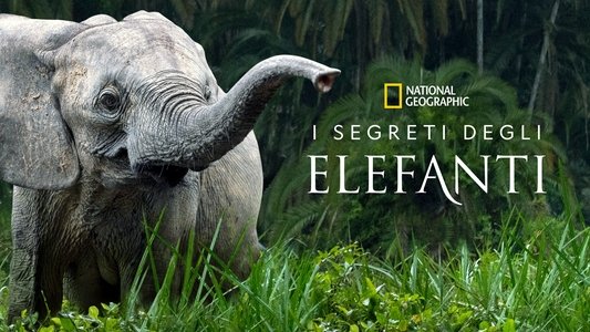 Secrets of the Elephants