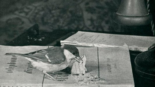 Langue des oiseaux