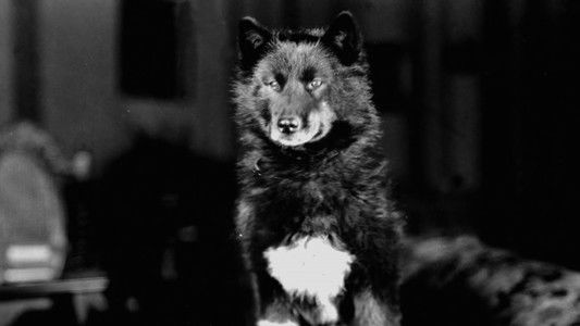 Balto - helten fra Alaska