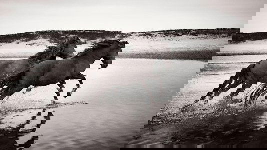 Stronghold of Resistance: Sable Island & Her Legendary Horses