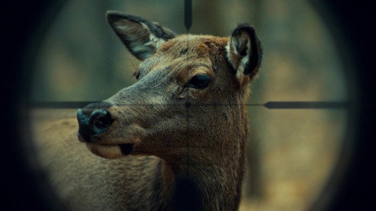 Hannibal