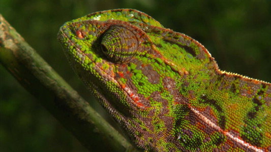 Madagascar: Land of the Chameleons