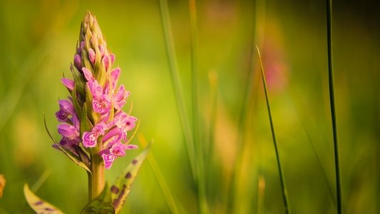 Verborgene Schönheit: Die Orchideen des Saaletals