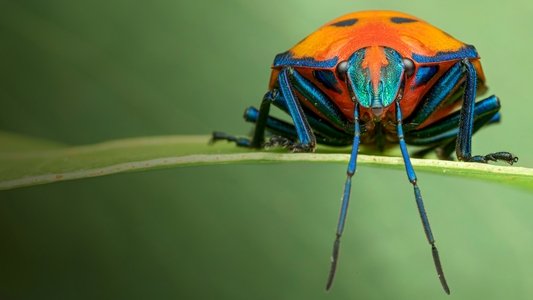 A Real Bug's Life
