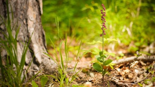 Verborgene Schönheit: Die Orchideen des Saaletals
