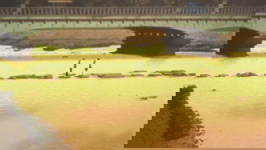 たまこラブストーリー