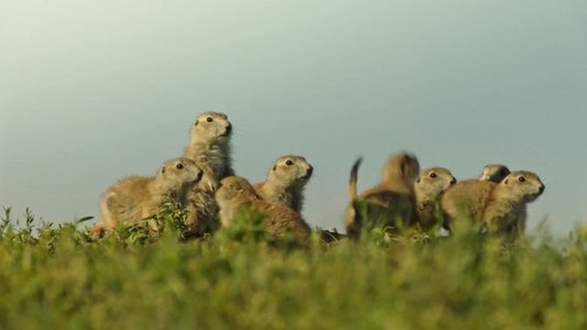Die verrückte Welt der Hörnchen