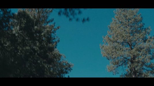 The Woods