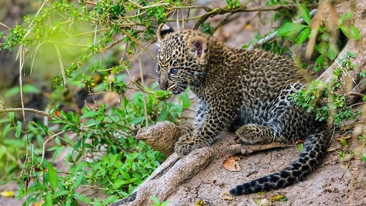 Die Leopardin