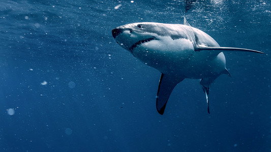 Sharks That Eat Everything