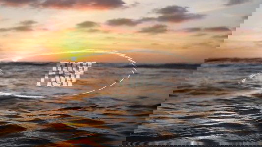 Fish: The Surfboard Documentary