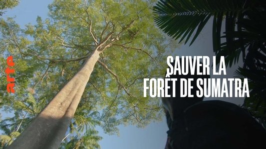 Sauver la forêt de Sumatra