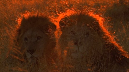 Big Cat Odyssey