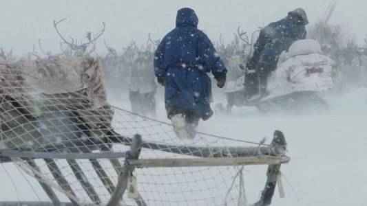Gaz russe, la dernière route des Nenets