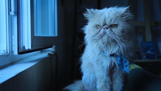 The Cats