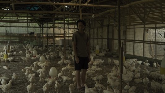 Ayam Maya