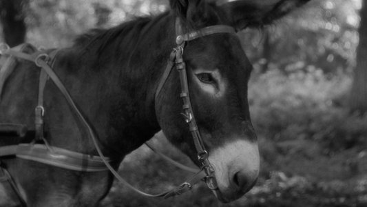 Au hasard Balthazar