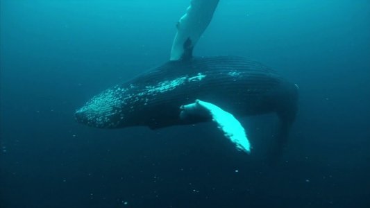 Norvège : le festin des orques