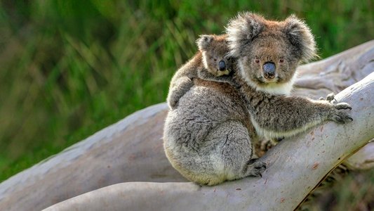 Wild Australia