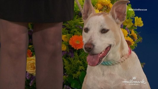 The 2018 American Rescue Dog Show