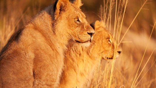 Wild Botswana
