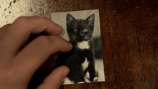 Toxoplasma