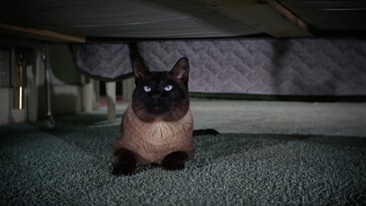 That Darn Cat!