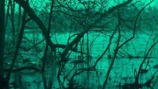 Cold Days From the Treetops