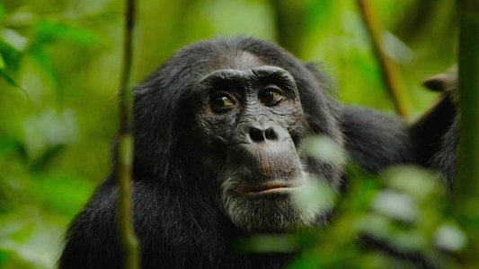 Rise of the Warrior Apes