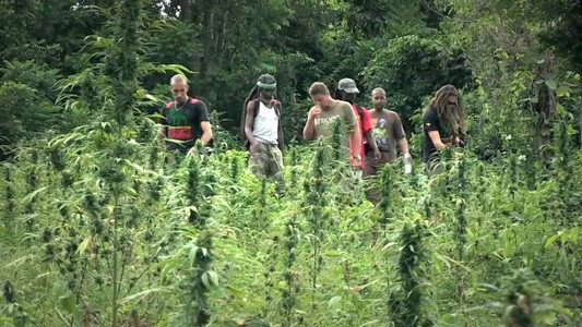 Strain Hunters