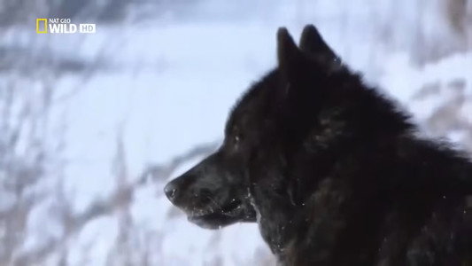 The Rise of Black Wolf