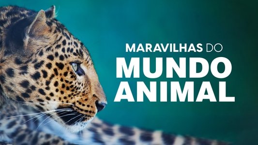 The Wonder of Animals