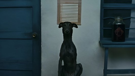 狗陣