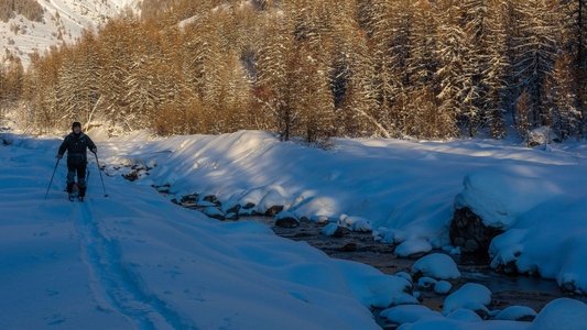 Vivre avec les loups