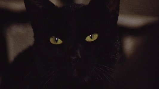 Black Cat: Gatto nero
