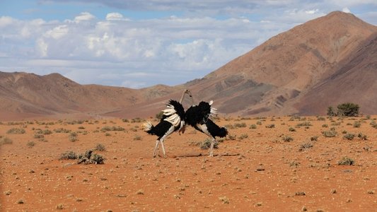 The Mating Game