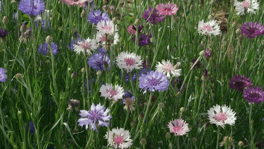 リトル・フォレスト 冬・春