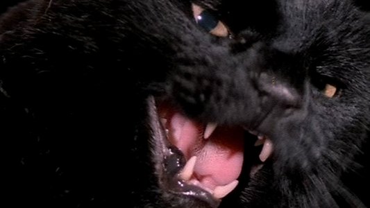 Black Cat: Gatto nero