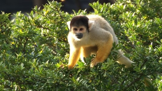 いいZooだね。～岩合光昭の動物園歩き～