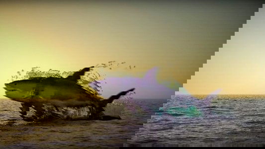 Noah’s Shark