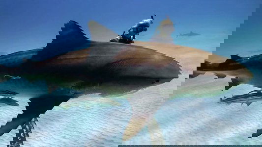 Saving Jaws
