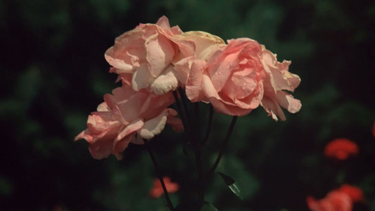 La Faute de l'abbé Mouret